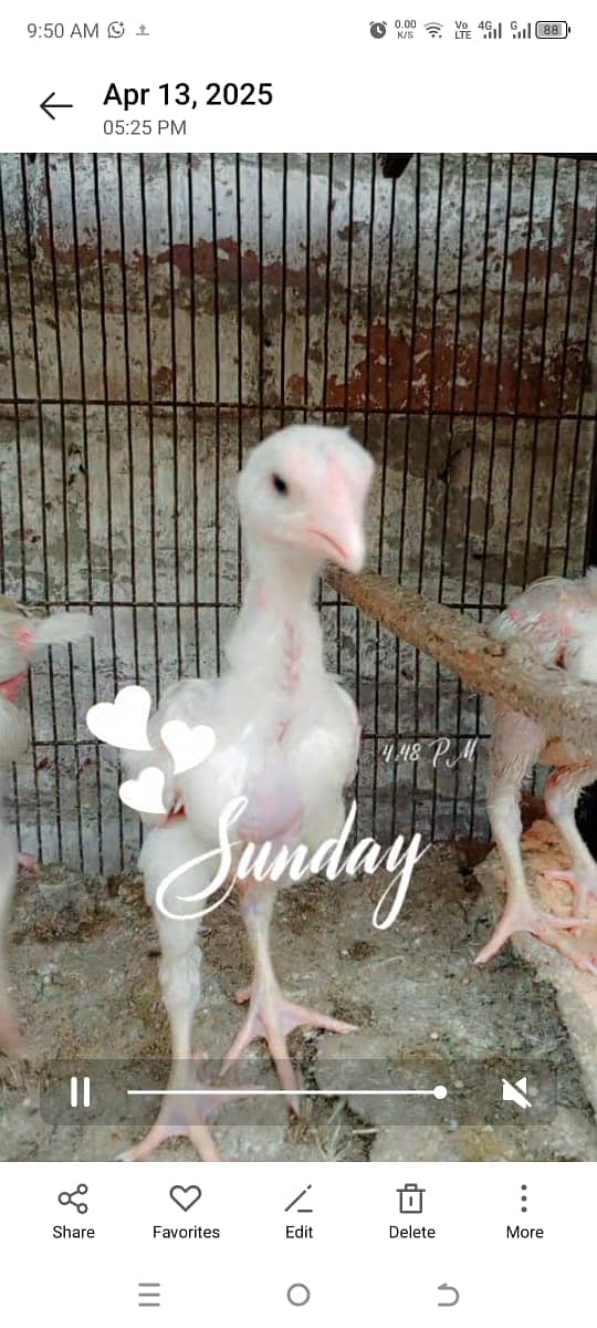 Heera Chicks for sale in lahore cantt 1
