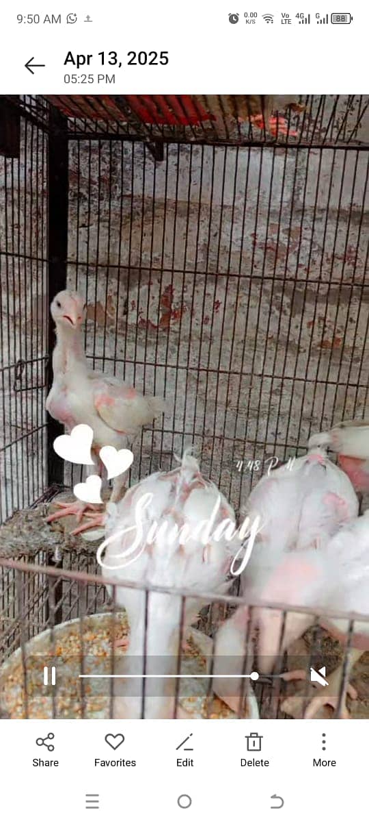 Heera Chicks for sale in lahore cantt 2