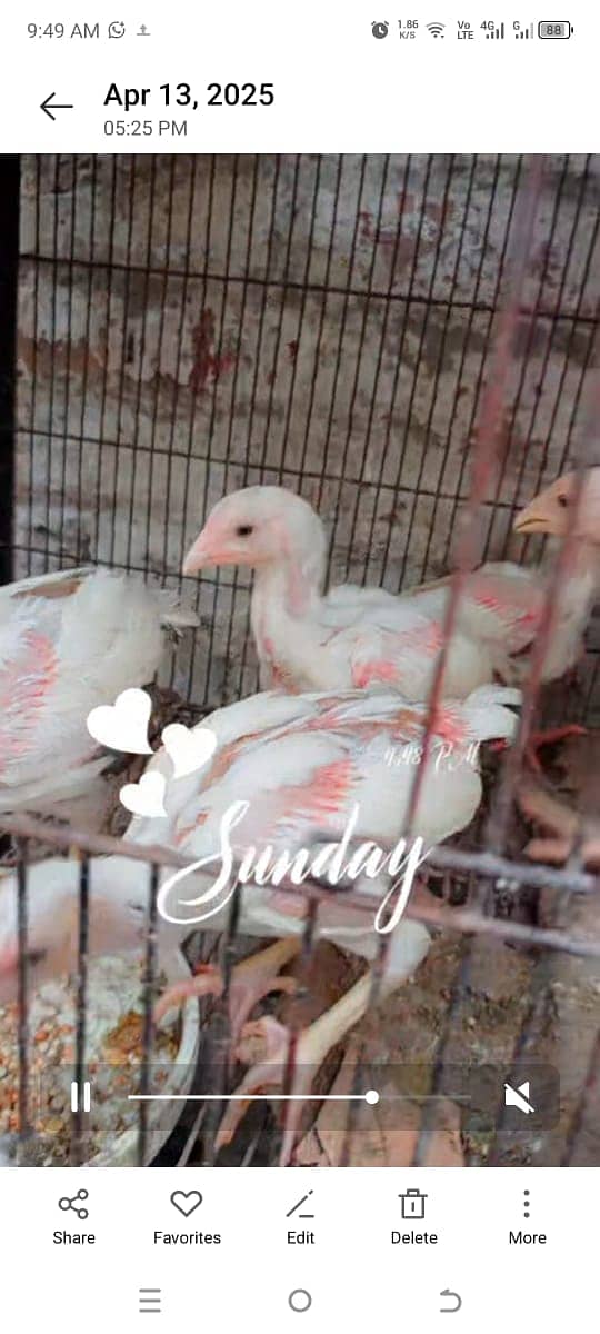 Heera Chicks for sale in lahore cantt 3
