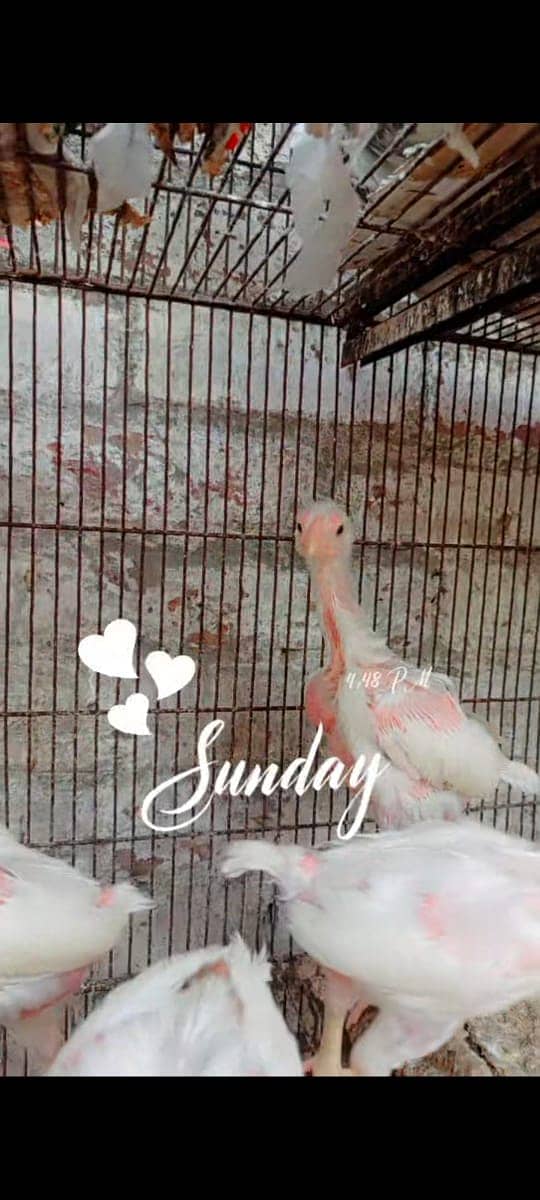 Heera Chicks for sale in lahore cantt 4