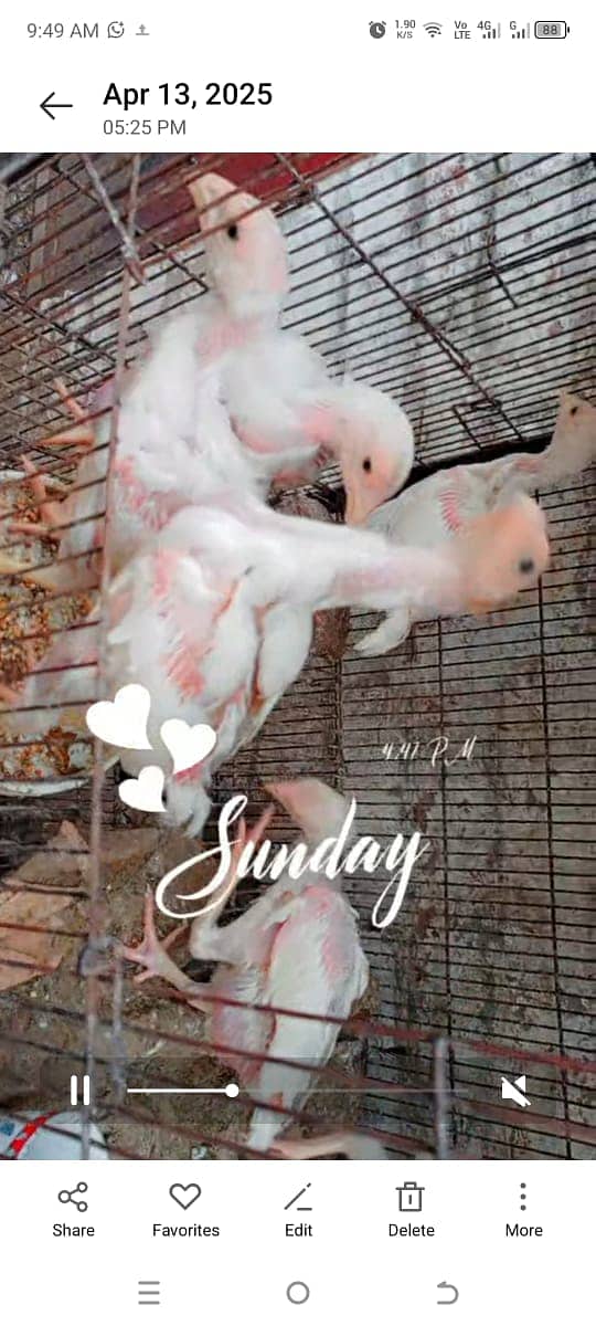 Heera Chicks for sale in lahore cantt 7
