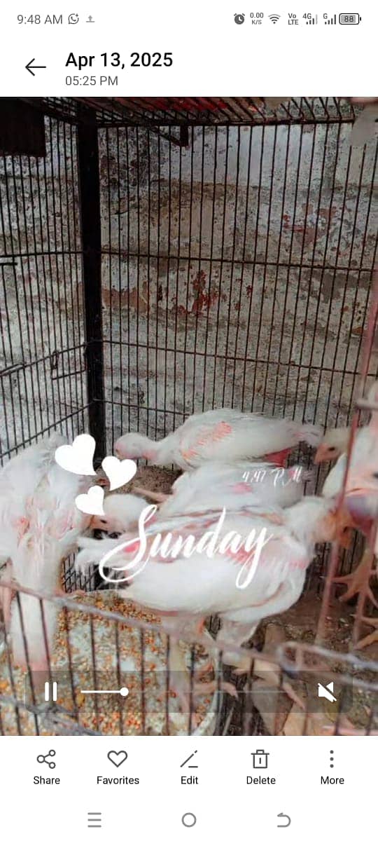 Heera Chicks for sale in lahore cantt 8