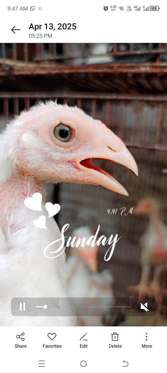 Heera Chicks for sale in lahore cantt 9