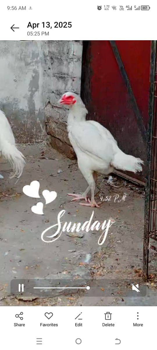 Heera Chicks for sale in lahore cantt 11