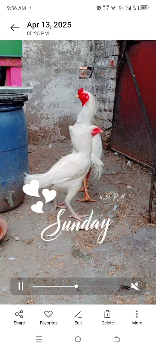Heera Chicks for sale in lahore cantt 12