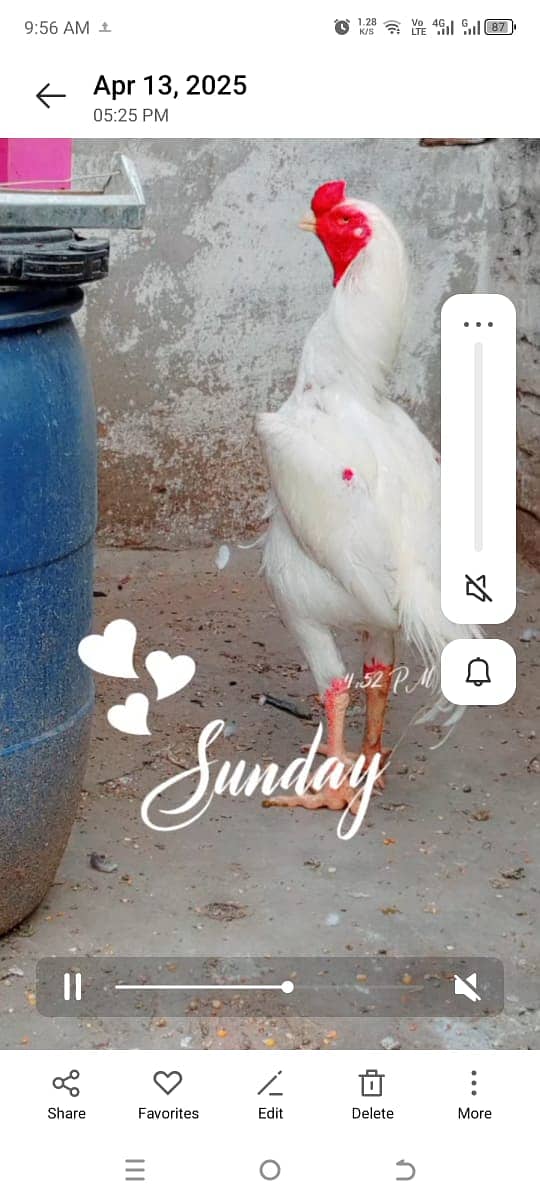 Heera Chicks for sale in lahore cantt 13