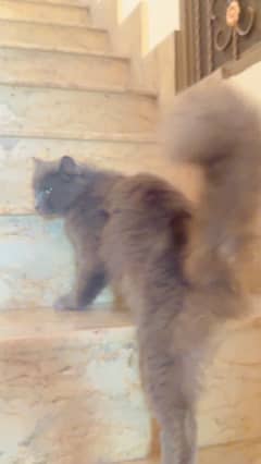 active & playfull male