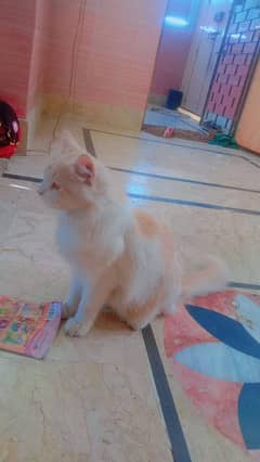 rashian dubble cat