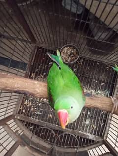 pahari
