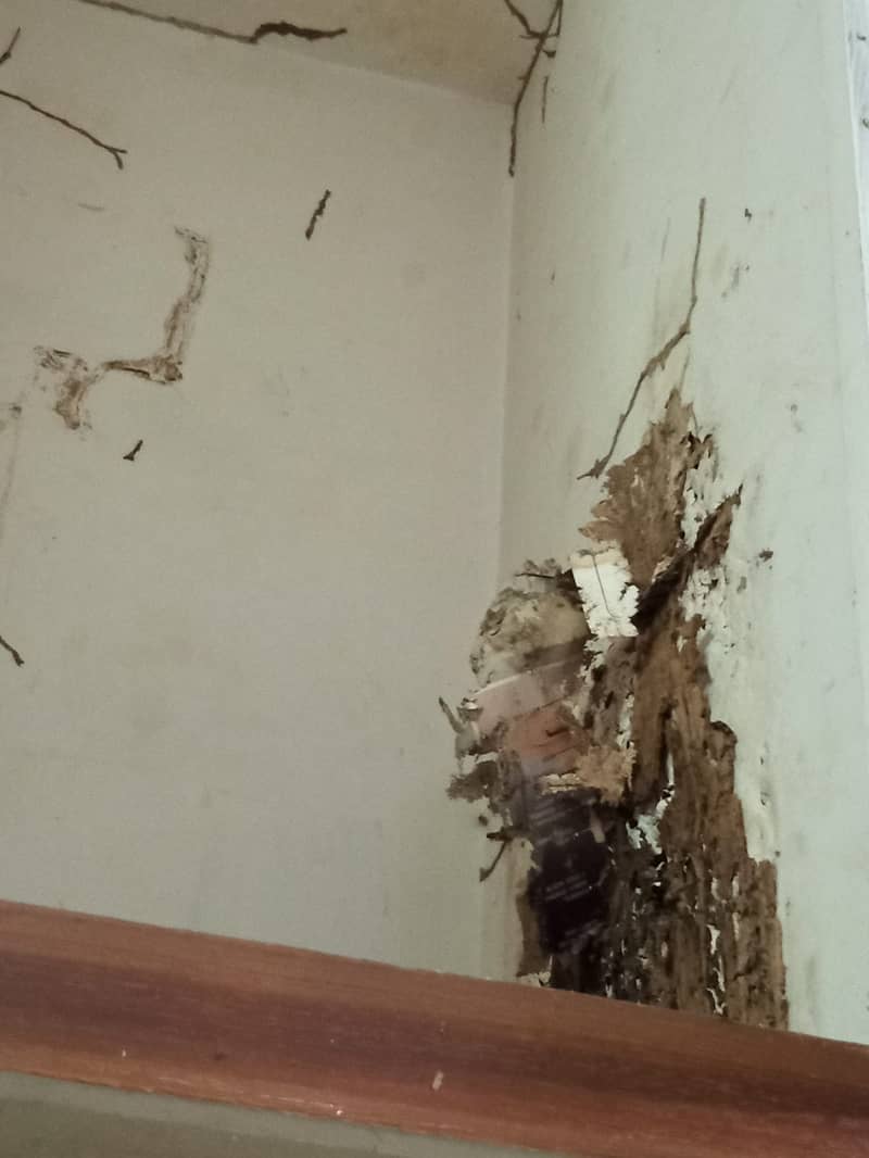 Deemak Control, Fumigation Service, Pest Control, Termite Control 11