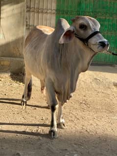 qurbani for 2025