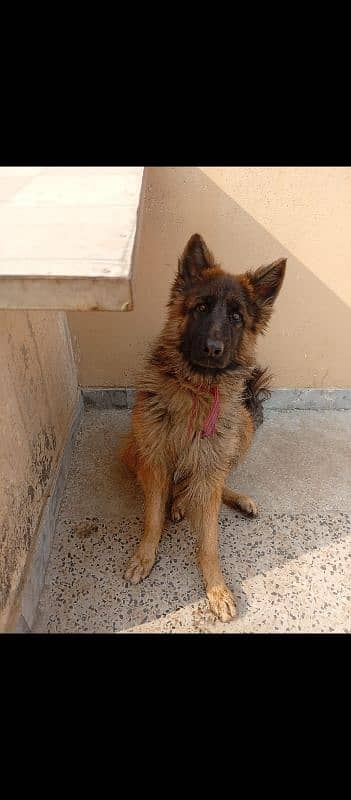 gemran shepherd 2 year 0