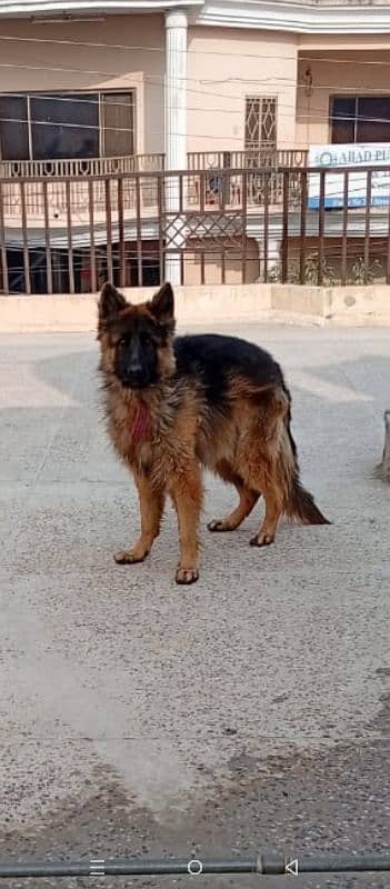 gemran shepherd 2 year 1