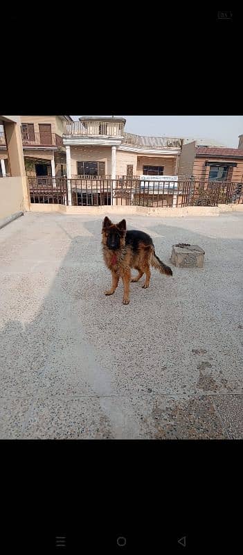 gemran shepherd 2 year 2