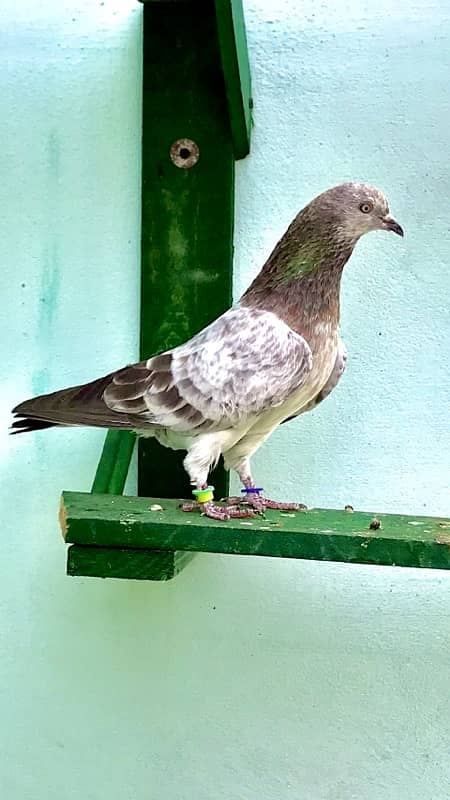79 Walay Lal Motiyon Walay Birds 1