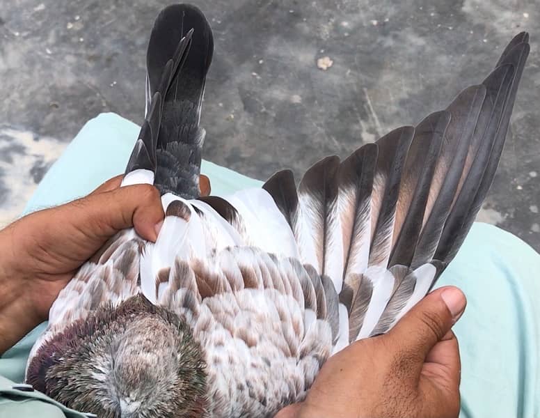 79 Walay Lal Motiyon Walay Birds 3