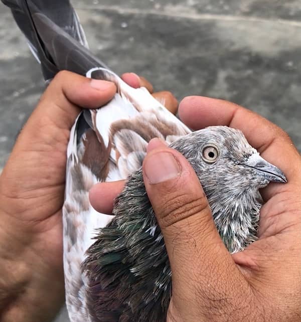 79 Walay Lal Motiyon Walay Birds 4
