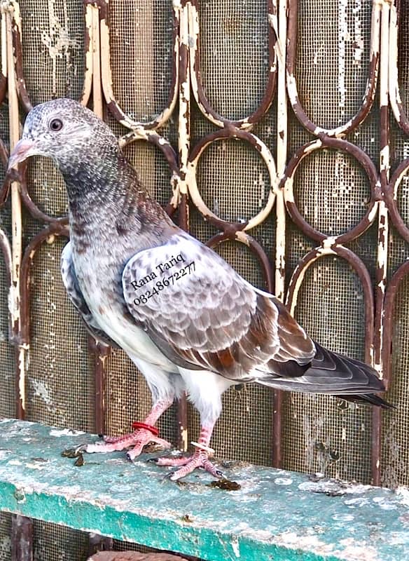 79 Walay Lal Motiyon Walay Birds 7