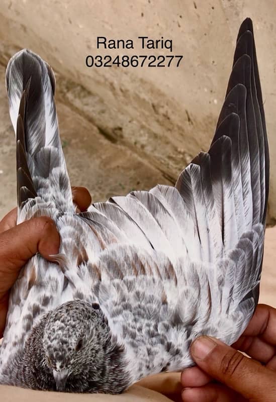 79 Walay Lal Motiyon Walay Birds 11