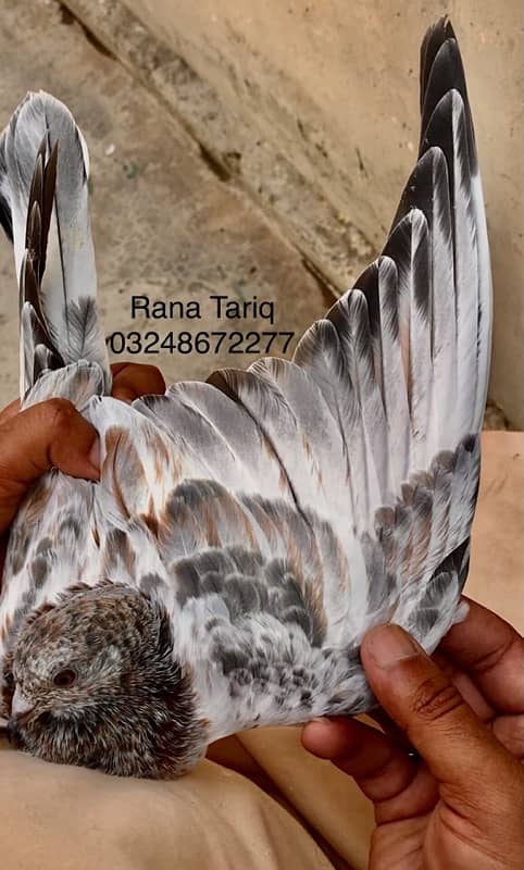 79 Walay Lal Motiyon Walay Birds 13