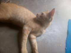 its a simple cat