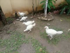 aseel