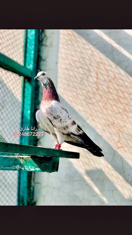 79 Walay Lal Motiyon Walay Birds 15