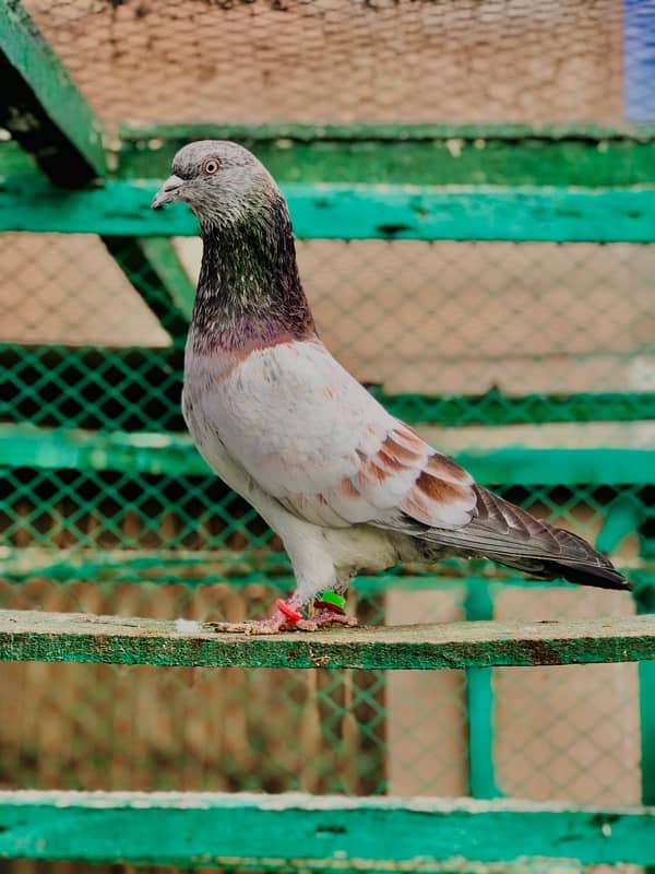 79 Walay Lal Motiyon Walay Birds 16