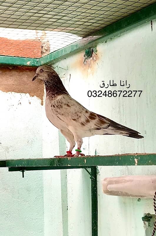 79 Walay Lal Motiyon Walay Birds 18