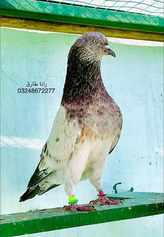 79 Walay Lal Motiyon Walay Birds 19
