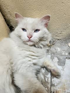 Persian