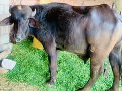 bulls Qurbani wala
