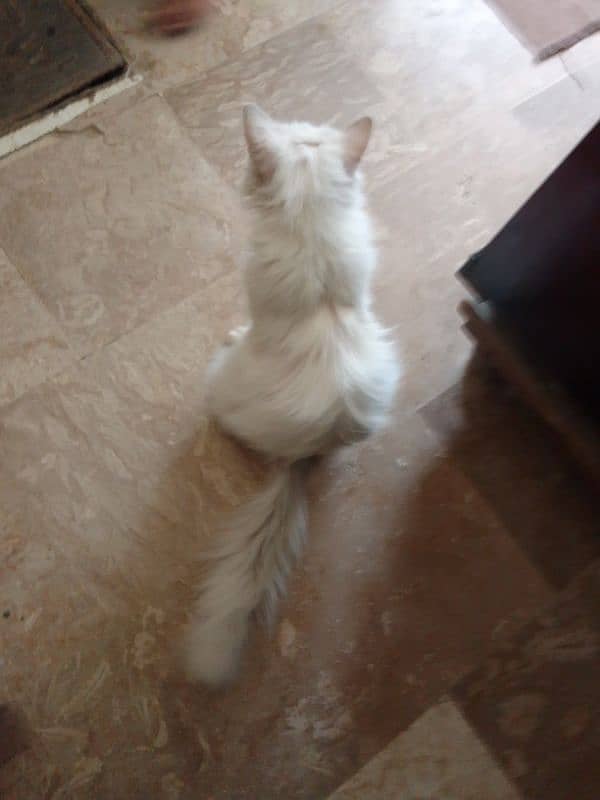 Persian cat 8. month 1
