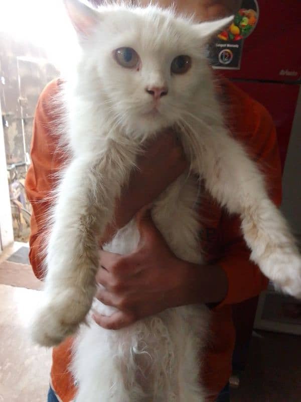 Persian cat 8. month 2