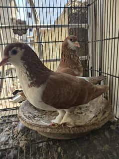 Sherazi breeder pair with 1 chick