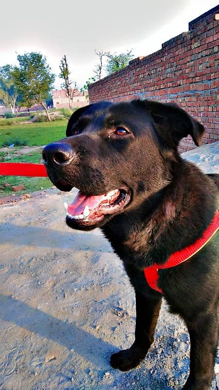 labrador + pathar cross 0