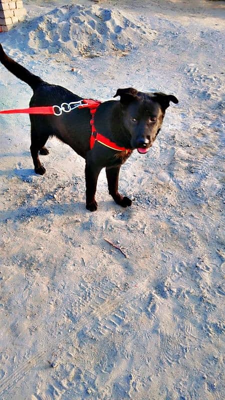 labrador + pathar cross 2