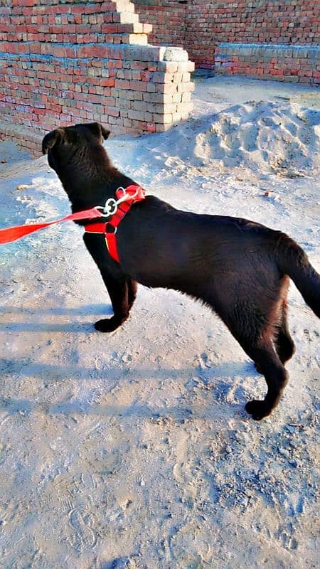 labrador + pathar cross 3