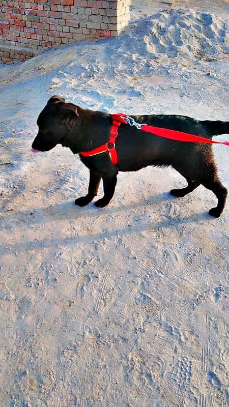 labrador + pathar cross 4