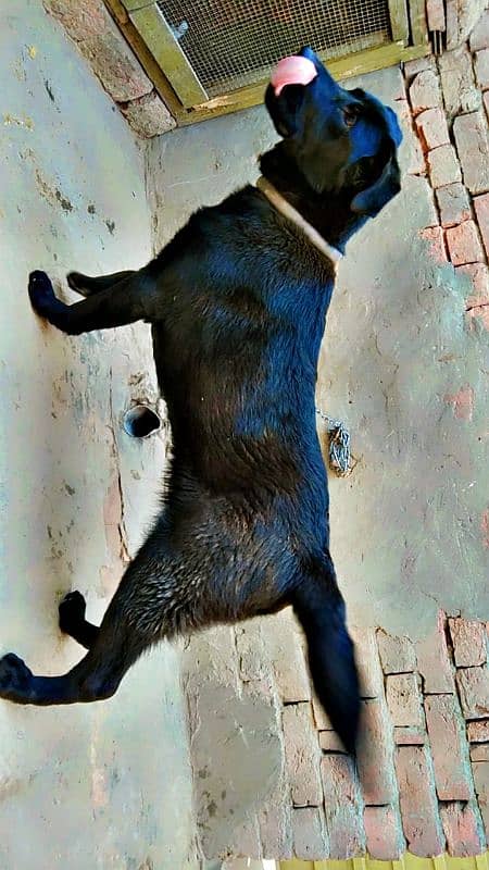 labrador + pathar cross 5