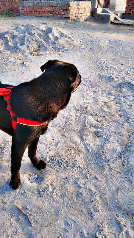 labrador + pathar cross 6