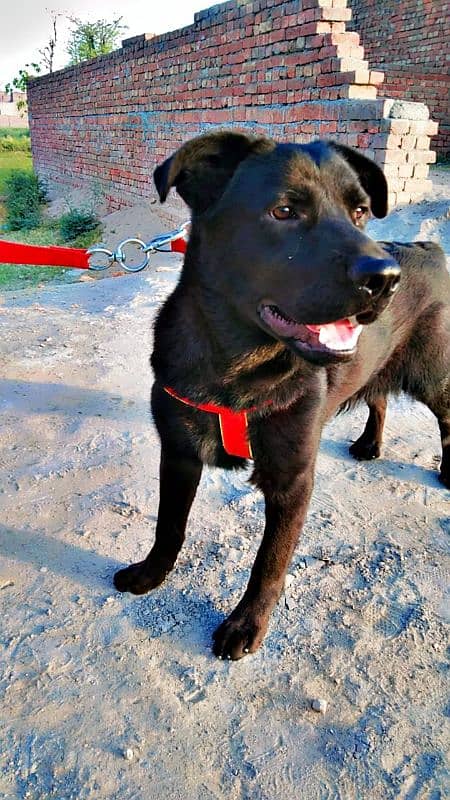 labrador + pathar cross 7