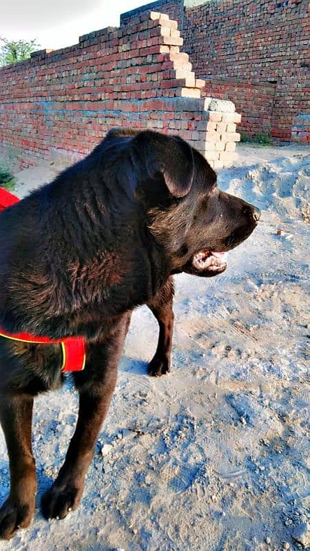 labrador + pathar cross 8