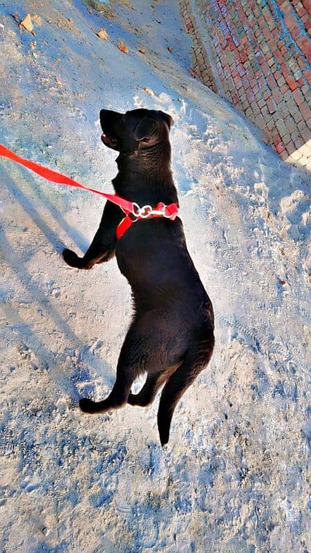 labrador + pathar cross 9