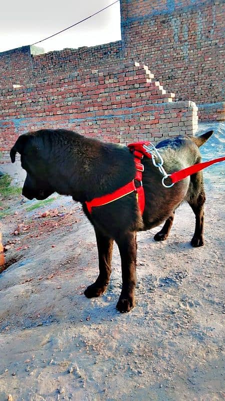 labrador + pathar cross 10