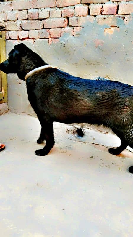 labrador + pathar cross 11