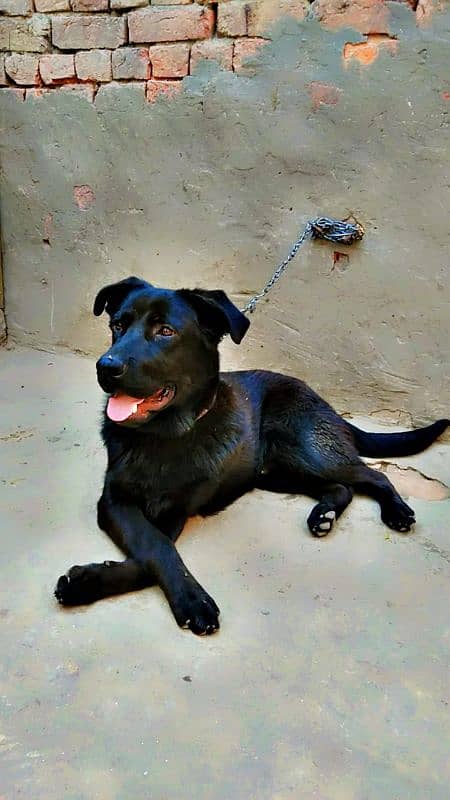 labrador + pathar cross 12