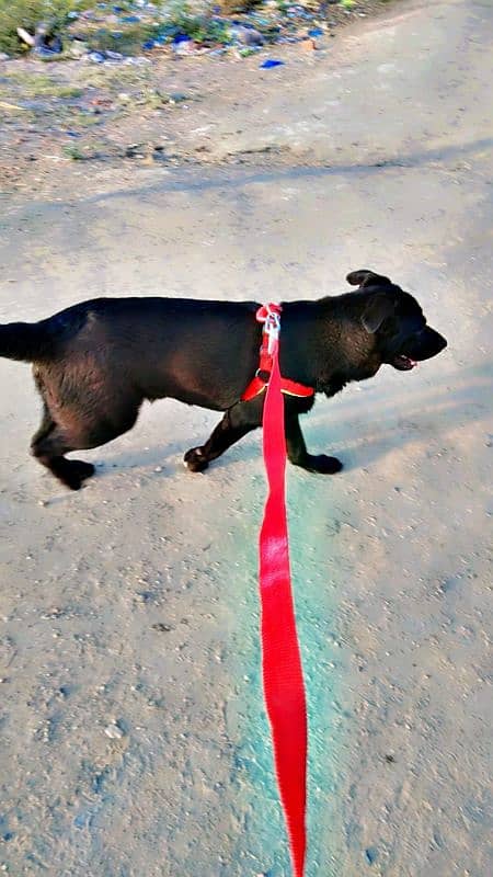 labrador + pathar cross 13