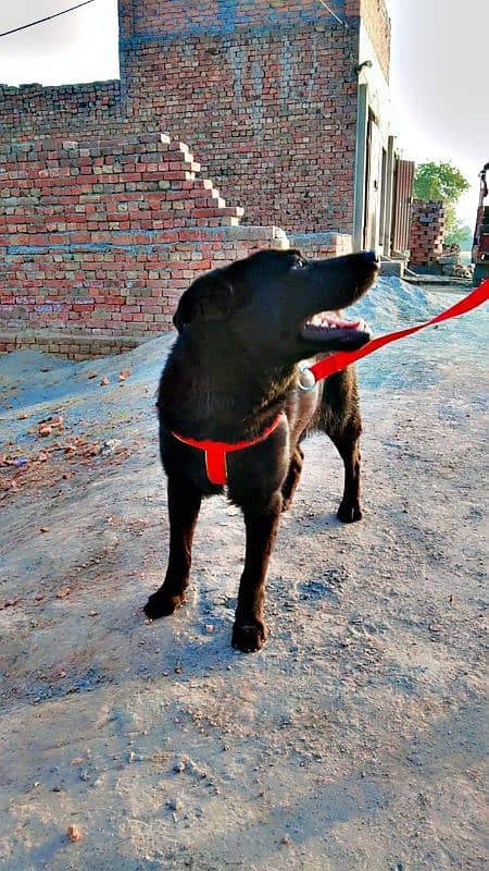 labrador + pathar cross 14