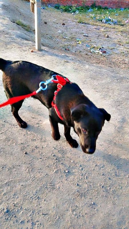 labrador + pathar cross 15